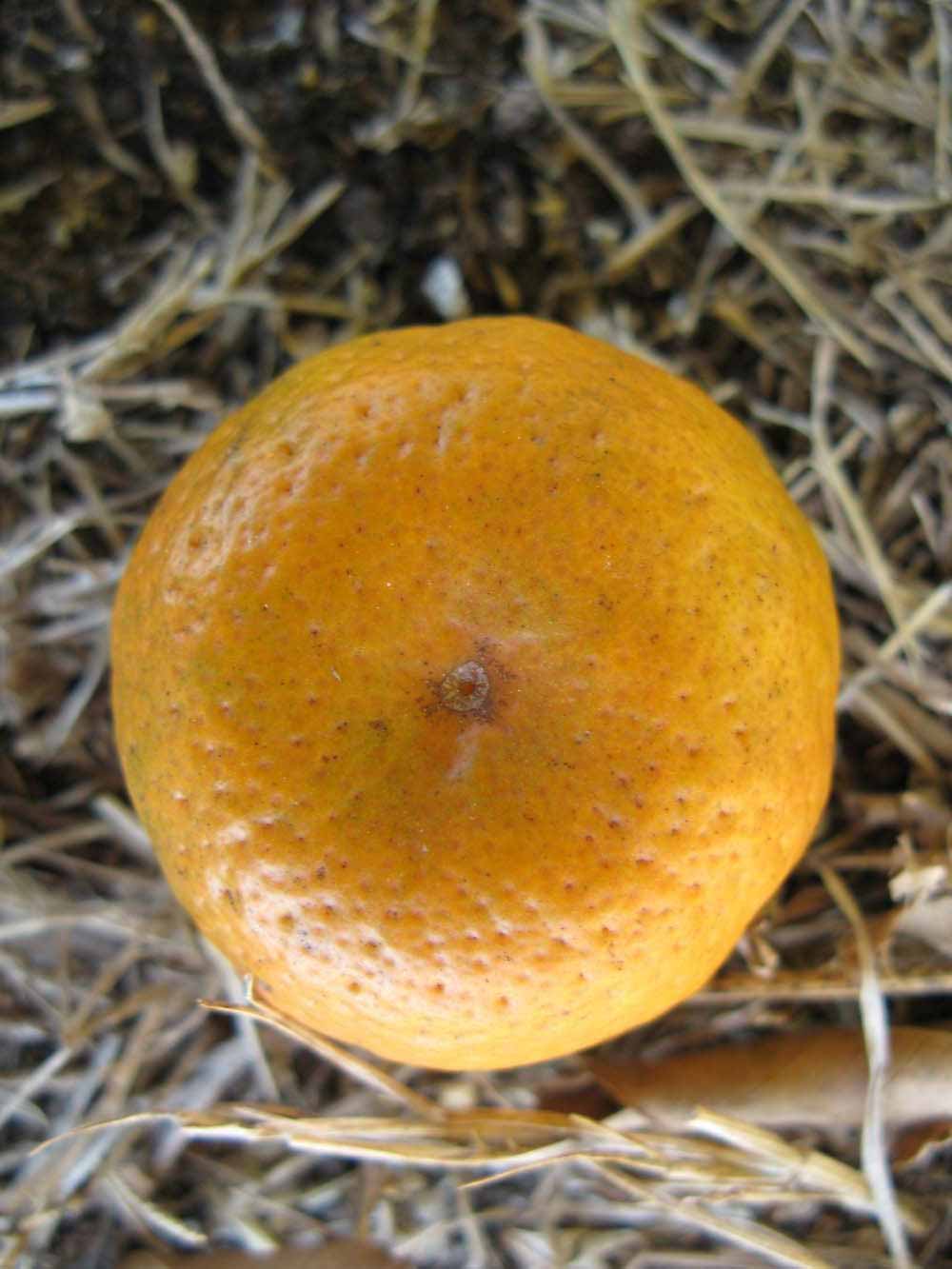              Fruit (Winter Haven, FL)       